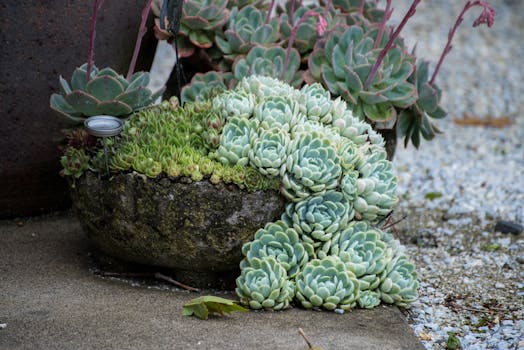 Curtis Landscaping: More Than Just Mowing the Lawn?