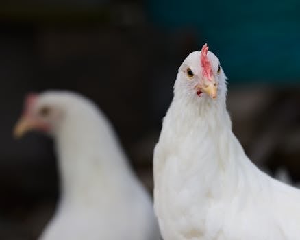 When “Just in Case” Becomes “Oh No!” – Rethinking Pet First Insurance